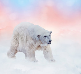 Polar bear walking on snow