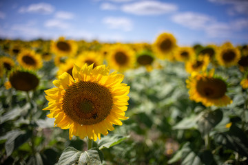Fototapeta premium Gorgeous natural Sunflower landscape, blooming sunflowers agricultural field, cloudy blue sky