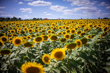 Naklejka premium Gorgeous natural Sunflower landscape, blooming sunflowers agricultural field, cloudy blue sky