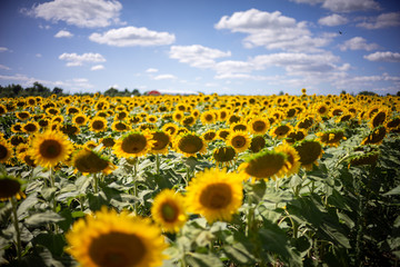 Obraz premium Gorgeous natural Sunflower landscape, blooming sunflowers agricultural field, cloudy blue sky