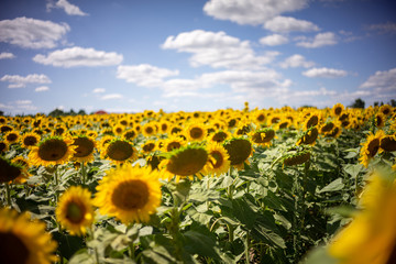 Obraz premium Gorgeous natural Sunflower landscape, blooming sunflowers agricultural field, cloudy blue sky