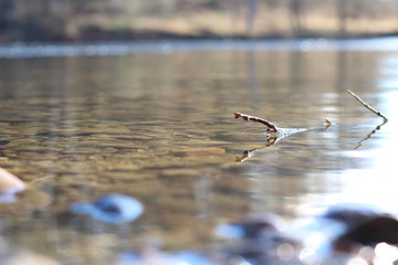 Bare Branch Stick Reflection On Calm River Water Close Up