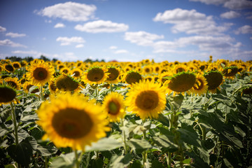 Gorgeous natural Sunflower  landscape, blooming sunflowers agricultural field, cloudy blue sky