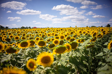 Naklejka premium Gorgeous natural Sunflower landscape, blooming sunflowers agricultural field, cloudy blue sky