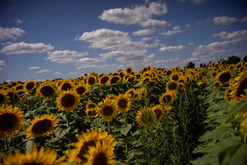 Obraz premium Gorgeous natural Sunflower landscape, blooming sunflowers agricultural field, cloudy blue sky