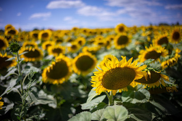Fototapeta premium Gorgeous natural Sunflower landscape, blooming sunflowers agricultural field, cloudy blue sky