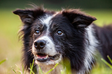Fototapeta premium A Portrait of a cute Border Collie
