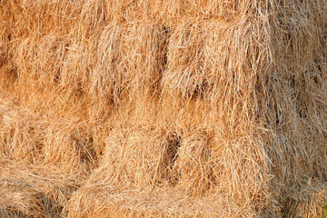 rice straw bales