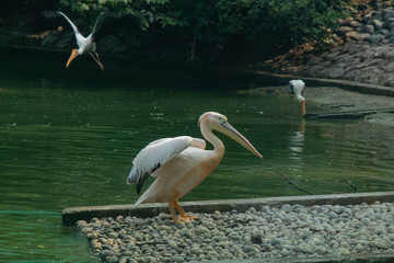 Rosy pelican  on water pond
