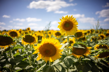 Fototapeta premium Gorgeous natural Sunflower landscape, blooming sunflowers agricultural field, cloudy blue sky