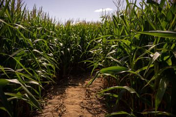 Beautiful a green corn  field view, before harvest and blue sky