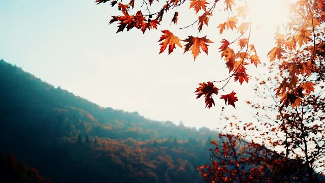 Autumn maple tree leaves against sky and mountains with sun shining through fall branches. Nature background