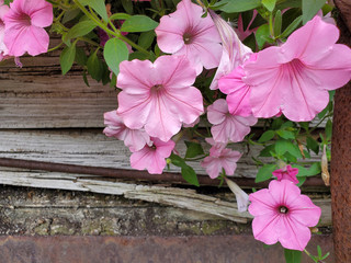close up of pink petunia blossoms on rustic wood background