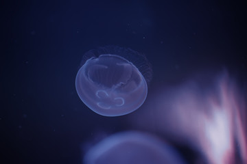 Sea Moon jellyfish in the deep dark blue water
