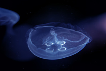 Sea Moon jellyfish in the deep dark blue water