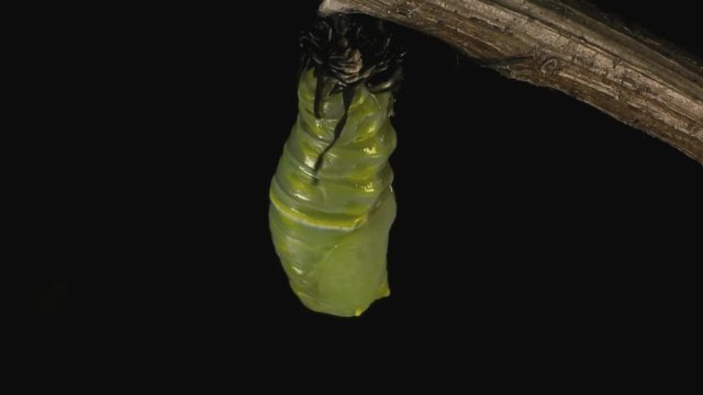 Queen butterfly caterpillar pupating 1337 6
