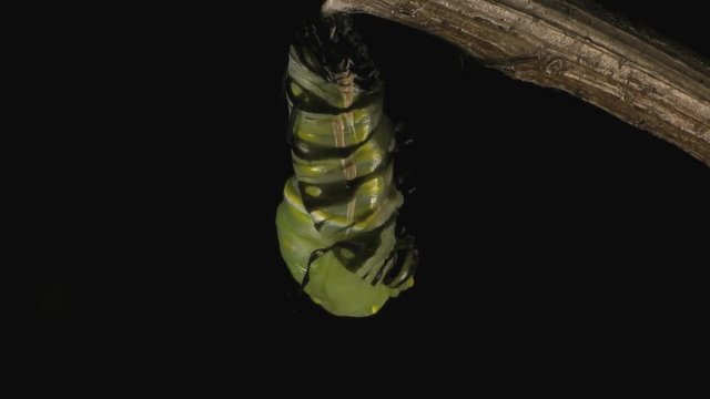 Queen butterfly caterpillar pupating 1337 5