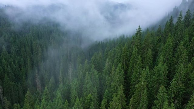 flying over the beautiful valley and cloudy evening pine forest
