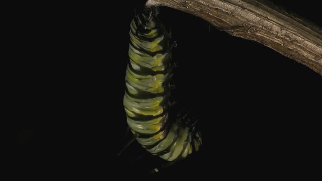 Queen butterfly caterpillar pupating 1337 4