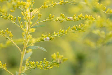 Goldenrod on soft green gackground