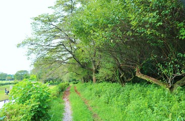 風景　夏　森　道　公園　杤木