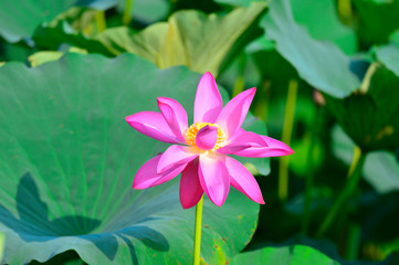 Blooming lotus flowers in the park