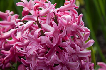 Pink Flower Hyacinth