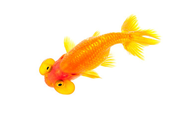 Fototapeta premium Image of bubble eye goldfish isolated on white background . Animal. Pet.