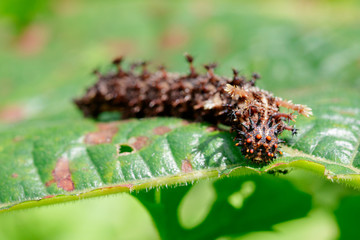 Image of a Caterpillar commander(Moduza procris) on green leaves. Insect. Animal
