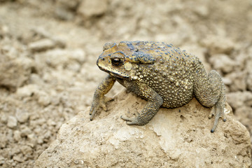 Image of toad(bufonidae) is on the soil lump. Amphibian. Animal.