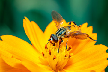 Image of flower fly or hoverfly (Helophilus insignis) on yellow flower pollen suck nectar on a...