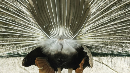 close up rear view of a male peacock displaying