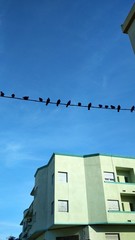 Obraz premium bird on the roof