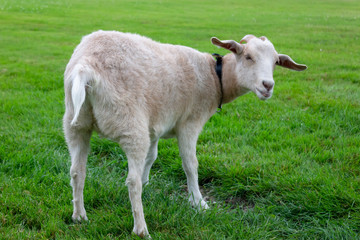 beige and white clean domestic animal goat portrait on a bright green field on a local farm  in Ontario, Canada