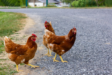brown fat three chikens alive on a gravel road at a local farm in Ontario, Canada