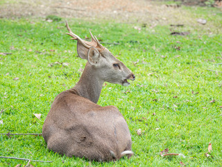 Deer are beautiful animals