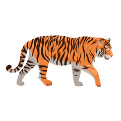 Tiger isolated on a white background. Vector graphics.