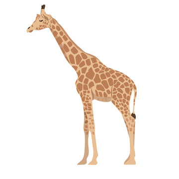 Giraffe isolated on a white background. Vector graphics.
