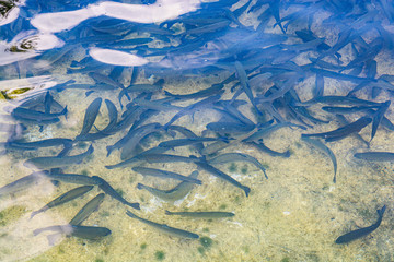 Fototapeta na wymiar Trouts fish in water tank, Jajce, Bosnia and Herzegovina