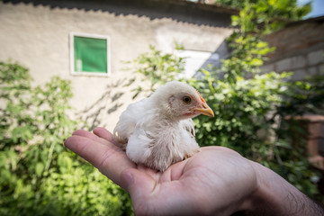 Young chicken, also called chick or poussin is standing in the hands of a farmer in a rural farm environment