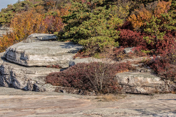 Autumn Vegetation on Rocks