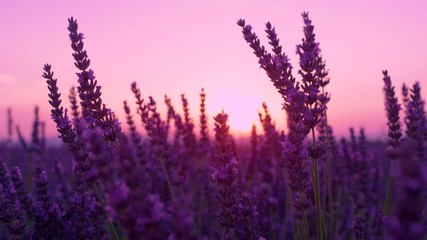 SLOW MOTION, DOF, CLOSE UP: Summer sunset illuminates the blooming fields of lavender in French countryside. Picturesque view of the endless aromatic fields of lavender in tranquil part of Provence.
