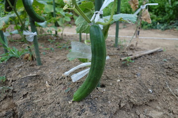 畑のキュウリ