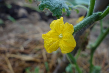 きゅうりの花
