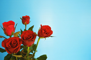 ROSES ON BLUE BACKGROUND