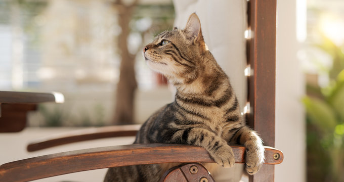 Cute short hair at the garden sittion on a chair outdoors, playing outside on a sunny day