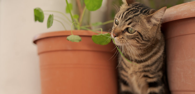 Beautiful short hair cat playing with plants at the garden on a sunny day at home