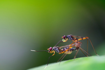 Insects have sexual intercourse with green background