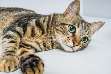 Beautiful short hair cat lying on the bed at home