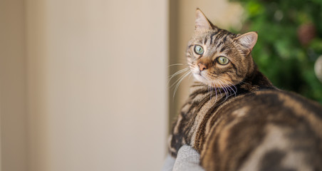 Fototapeta na wymiar Beautiful short hair cat lying on the sofa at home